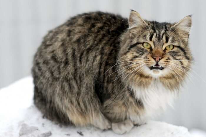 Feral cat showing its teeth